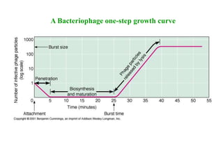 A Bacteriophage one-step growth curve
 