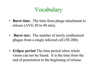 Vocabulary
• Burst time: The time from phage attachment to
release (AVG 20 to 40 min).
• Burst size: The number of newly synthesized
phages from a single infected cell (50-200).
• Eclipse period The time period when whole
virons can not be found. It is the time from the
end of penetration to the beginning of release.
 
