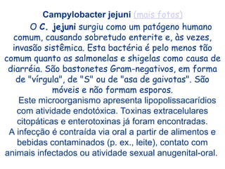 Campylobacter jejuni (mais fotos)
O C. jejuni surgiu como um patógeno humano
comum, causando sobretudo enterite e, às vezes,
invasão sistêmica. Esta bactéria é pelo menos tão
comum quanto as salmonelas e shigelas como causa de
diarréia. São bastonetes Gram-negativos, em forma
de "vírgula", de "S" ou de "asa de gaivotas". São
móveis e não formam esporos.
Este microorganismo apresenta lipopolissacarídios
com atividade endotóxica. Toxinas extracelulares
citopáticas e enterotoxinas já foram encontradas.
A infecção é contraída via oral a partir de alimentos e
bebidas contaminados (p. ex., leite), contato com
animais infectados ou atividade sexual anugenital-oral.
 