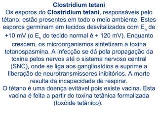 Clostridium tetani
Os esporos do Clostridium tetani, responsáveis pelo
tétano, estão presentes em todo o meio ambiente. Estes
esporos germinam em tecidos desvitalizados com Eh
de
+10 mV (o Eh
do tecido normal é + 120 mV). Enquanto
crescem, os microorganismos sintetizam a toxina
tetanospasmina. A infecção se dá pela propagação da
toxina pelos nervos até o sistema nervoso central
(SNC), onde se liga aos gangliosídios e suprime a
liberação de neurotransmissores inibitórios. A morte
resulta da incapacidade de respirar.
O tétano é uma doença evitável pois existe vacina. Esta
vacina é feita a partir do toxina tetânica formalizada
(toxóide tetânico).
 