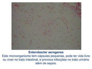Enterobacter aerogenes
Este microorganismo tem cápsulas pequenas, pode ter vida livre
ou viver no trato intestinal, e provoca infecções no trato urinário
além de sepsis.
 