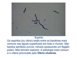 Espirilo
Os espirilos (ou vibrio) estão entre as bactérias mais
comuns nas águas superficiais em todo o mundo. São
bacilos aeróbios curvos, móveis (possuindo um flagelo
polar). Não formam esporos. A patologia mais comum
é o cólera provocado pelo Vibrio cholerae.
 