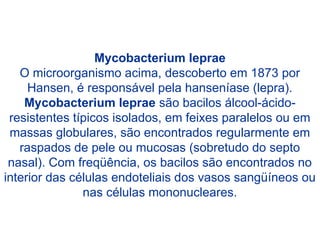 Mycobacterium leprae
O microorganismo acima, descoberto em 1873 por
Hansen, é responsável pela hanseníase (lepra).
Mycobacterium leprae são bacilos álcool-ácido-
resistentes típicos isolados, em feixes paralelos ou em
massas globulares, são encontrados regularmente em
raspados de pele ou mucosas (sobretudo do septo
nasal). Com freqüência, os bacilos são encontrados no
interior das células endoteliais dos vasos sangüíneos ou
nas células mononucleares.
 