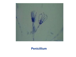 Penicillium
 