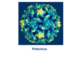 Poliovírus
 