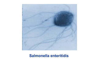 Salmonella enteritidis
 