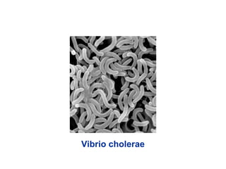 Vibrio cholerae
 