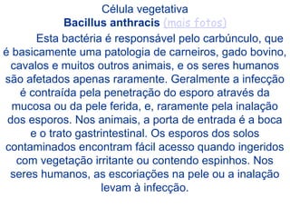 Célula vegetativa
Bacillus anthracis (mais fotos)
Esta bactéria é responsável pelo carbúnculo, que
é basicamente uma patologia de carneiros, gado bovino,
cavalos e muitos outros animais, e os seres humanos
são afetados apenas raramente. Geralmente a infecção
é contraída pela penetração do esporo através da
mucosa ou da pele ferida, e, raramente pela inalação
dos esporos. Nos animais, a porta de entrada é a boca
e o trato gastrintestinal. Os esporos dos solos
contaminados encontram fácil acesso quando ingeridos
com vegetação irritante ou contendo espinhos. Nos
seres humanos, as escoriações na pele ou a inalação
levam à infecção.
 