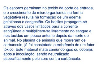 Os esporos germinam no tecido da porta de entrada,
e o crescimento de microorganismos na forma
vegetativa resulta na formação de um edema
gelatinoso e congestão. Os bacilos propagam-se
através dos vasos linfáticos para a corrente
sangüínea e multiplicam-se livremente no sangue e
nos tecidos um pouco antes e depois da morte do
animal. No plasma de animais que morreram de
carbúnculo, já foi constatada a existência de um fator
tóxico. Este material mata camundongos ou cobaias
após a inoculação, sendo neutralizado
especificamente pelo soro contra carbúnculo.
 