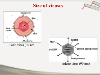 Size of viruses
Polio virus (30 nm)
Adeno virus (90 nm)
 