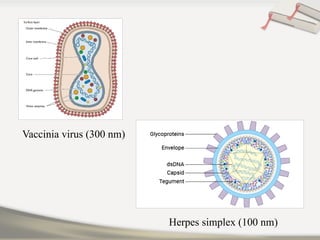 Vaccinia virus (300 nm)
Herpes simplex (100 nm)
 