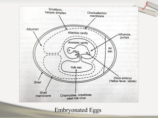 Embryonated Eggs
 
