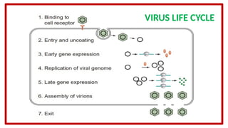 Virus Function Progress HUMAN VIRUS: FUNDAMENTAL CONCEPT, STRUCTURE, LIFE CYCLE, BALTIMORE ...