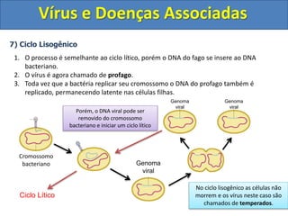 Vírus e Doenças Associadas
7) Ciclo Lisogênico
1. O processo é semelhante ao ciclo lítico, porém o DNA do fago se insere ao DNA
bacteriano.
2. O vírus é agora chamado de profago.
3. Toda vez que a bactéria replicar seu cromossomo o DNA do profago também é
replicado, permanecendo latente nas células filhas.
Cromossomo
bacteriano Genoma
viral
Porém, o DNA viral pode ser
removido do cromossomo
bacteriano e iniciar um ciclo lítico
Genoma
viral
Genoma
viral
Ciclo Lítico
No ciclo lisogênico as células não
morrem e os vírus neste caso são
chamados de temperados.
 