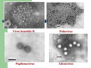 Virus hepatitis B   Poliovirus




  Papilomavirus     Adenovirus
 