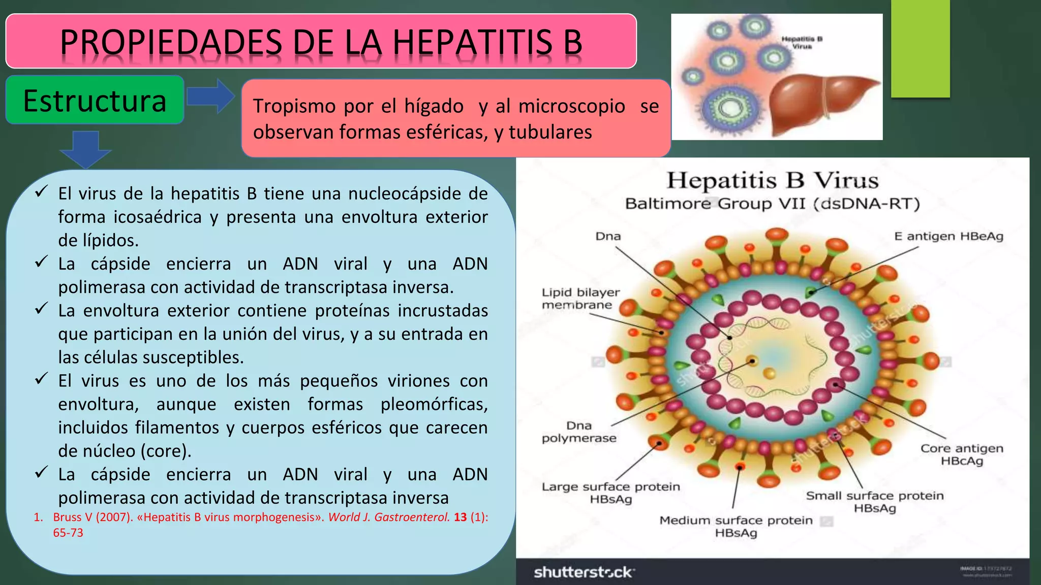 VIRUS DE LA HEPATITIS B | PPTX