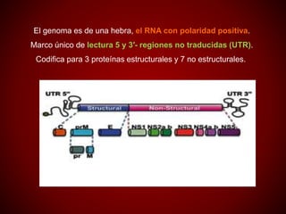 El genoma es de una hebra, el RNA con polaridad positiva.
Marco único de lectura 5 y 3′- regiones no traducidas (UTR).
Codifica para 3 proteínas estructurales y 7 no estructurales.
 