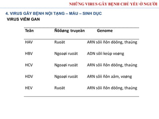 NHỮNG VIRUS GÂY BỆNH CHỦ YẾU Ở NGƯỜI
4. VIRUS GÂY BỆNH NỘI TẠNG – MÁU – SINH DỤC
VIRUS VIÊM GAN
Teân Ñöôøng truyeàn Genome
HAV Ruoät ARN sôïi ñôn döông, thaúng
HBV Ngoaøi ruoät ADN sôïi keùp voøng
HCV Ngoaøi ruoät ARN sôïi ñôn döông, thaúng
HDV Ngoaøi ruoät ARN sôïi ñôn aâm, voøng
HEV Ruoät ARN sôïi ñôn döông, thaúng
 