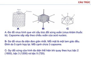 CẤU TRÚC
A -Sơ đồ virus hình que với cấu trúc đối xứng xoắn (virus khảm thuốc
lá). Capsome sắp xếp theo chiều xoắn của acid nucleic.
B- Sơ đồ virus đa diện đơn giản nhất. Mỗi mặt là một tam giác đều.
Đỉnh do 5 cạnh hợp lại. Mỗi cạnh chứa 3 capsome.
C- Sự đối xứng của hình đa diện thể hiện khi quay theo trục bậc 2
(1800), bậc 3 (1200) và bậc 5 (720).
 