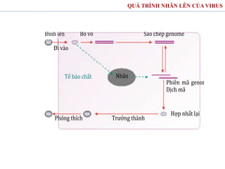QUÁ TRÌNH NHÂN LÊN CỦA VIRUS
Đính lên
Đi vào
Bỏ vỏ Sao chép genome
Nhân
Tế bào chất
Phiên mã genome
Dịch mã
Phóng thích Trưởng thành
Hợp nhất lại
 