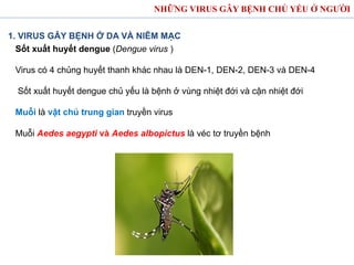 NHỮNG VIRUS GÂY BỆNH CHỦ YẾU Ở NGƯỜI
1. VIRUS GÂY BỆNH Ở DA VÀ NIÊM MẠC
Sốt xuất huyết dengue (Dengue virus )
Virus có 4 chủng huyết thanh khác nhau là DEN-1, DEN-2, DEN-3 và DEN-4
Sốt xuất huyết dengue chủ yếu là bệnh ở vùng nhiệt đới và cận nhiệt đới
Muỗi là vật chủ trung gian truyền virus
Muỗi Aedes aegypti và Aedes albopictus là véc tơ truyền bệnh
 