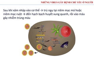 NHỮNG VIRUS GÂY BỆNH CHỦ YẾU Ở NGƯỜI
Sau khi xâm nhập vào cơ thể → trú ngụ tại niêm mạc má hoặc
niêm mạc ruột → đến hạch bạch huyết xung quanh, rồi vào máu
gây nhiễm trùng máu
 