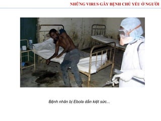 Bệnh nhân bị Ebola dần kiệt sức...
NHỮNG VIRUS GÂY BỆNH CHỦ YẾU Ở NGƯỜI
 