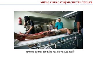 Tử vong do mất cân bằng nội mô và xuất huyết
NHỮNG VIRUS GÂY BỆNH CHỦ YẾU Ở NGƯỜI
 