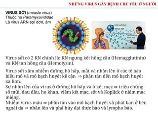 NHỮNG VIRUS GÂY BỆNH CHỦ YẾU Ở NGƯỜI
VIRUS SỞI (measle virus)
Thuộc họ Paramyxovididae
Là virus ARN sợi đơn, âm
Virus sởi có 2 KN chính là: KN ngưng kết hồng cầu (Hemagglutinin)
và KN tan hồng cầu (Hemolysin).
Virus sởi xâm nhiễm đường hô hấp, mắt và nhân lên ở các tế bào
biểu mô và mô bạch huyết kế cận ⇒ phân tán đến mô bạch huyết
xa hơn.
Sự nhân lên của virus ở đường hô hấp và ở kết mạc ⇒ triệu chứng:
sổ mũi, đau đầu, ho khan, viêm kết mạc, sốt và Koplick ở niêm mạc
miệng.
Nhiễm virus máu ⇒ phân tán vào mô bạch huyết và phát ban ở bên
ngoài da ⇒ nhân lên và phá hủy đại thực bào và lympho bào.
 