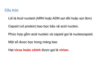 Cấu trúc
Lõi là Acid nucleid (ARN hoặc ADN sợi đôi hoặc sợi đơn)
Capsid (vỏ protein) bao bọc bảo vệ acid nucleic.
Phức hợp gồm acid nucleic và capsid goi là nucleocapsid.
Một số được bọc trong màng bao
Hạt virus hoàn chỉnh được gọi là virion.
 