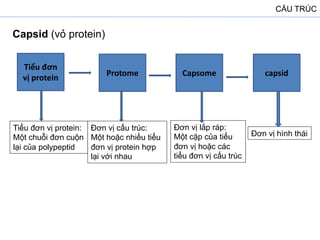 CẤU TRÚC
Capsid (vỏ protein)
Tiểu đơn
vị protein
Protome Capsome capsid
Tiểu đơn vị protein:
Một chuỗi đơn cuộn
lại của polypeptid
Đơn vị cấu trúc:
Một hoặc nhiều tiểu
đơn vị protein hợp
lại với nhau
Đơn vị lắp ráp:
Một cặp của tiểu
đơn vị hoặc các
tiểu đơn vị cấu trúc
Đơn vị hình thái
 