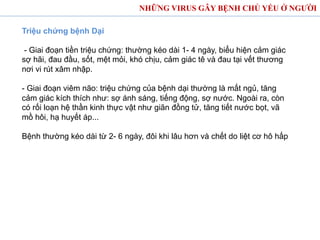 NHỮNG VIRUS GÂY BỆNH CHỦ YẾU Ở NGƯỜI
Triệu chứng bệnh Dại
- Giai đoạn tiền triệu chứng: thường kéo dài 1- 4 ngày, biểu hiện cảm giác
sợ hãi, đau đầu, sốt, mệt mỏi, khó chịu, cảm giác tê và đau tại vết thương
nơi vi rút xâm nhập.
- Giai đoạn viêm não: triệu chứng của bệnh dại thường là mất ngủ, tăng
cảm giác kích thích như: sợ ánh sáng, tiếng động, sợ nước. Ngoài ra, còn
có rối loạn hệ thần kinh thực vật như giãn đồng tử, tăng tiết nước bọt, vã
mồ hôi, hạ huyết áp...
Bệnh thường kéo dài từ 2- 6 ngày, đôi khi lâu hơn và chết do liệt cơ hô hấp
 