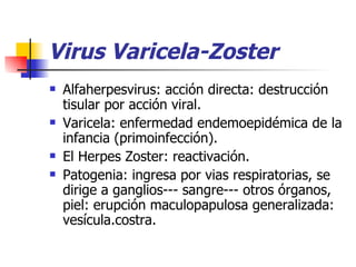 Virus Varicela-Zoster Alfaherpesvirus: acción directa: destrucción tisular por acción viral. Varicela: enfermedad endemoepidémica de la infancia (primoinfección).  El Herpes Zoster: reactivación. Patogenia: ingresa por vias respiratorias, se dirige a ganglios--- sangre--- otros órganos, piel: erupción maculopapulosa generalizada: vesícula.costra. 