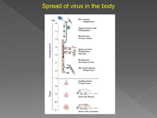 Spread of virus in the body

 