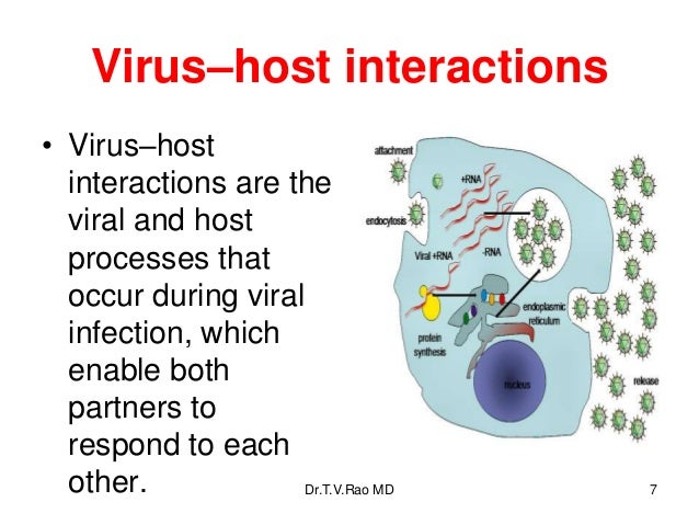 Virus X Host Interactions an update
