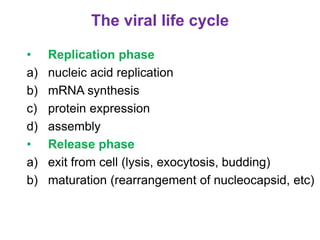 The viral life cycle
• Replication phase
a) nucleic acid replication
b) mRNA synthesis
c) protein expression
d) assembly
• Release phase
a) exit from cell (lysis, exocytosis, budding)
b) maturation (rearrangement of nucleocapsid, etc)
 