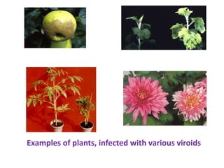 Examples of plants, infected with various viroids
 