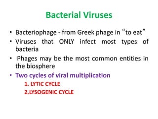 Bacterial Viruses
• Bacteriophage - from Greek phage in “to eat”
• Viruses that ONLY infect most types of
bacteria
• Phages may be the most common entities in
the biosphere
• Two cycles of viral multiplication
1. LYTIC CYCLE
2.LYSOGENIC CYCLE
 