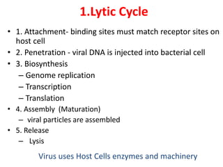 1.Lytic Cycle
• 1. Attachment- binding sites must match receptor sites on
host cell
• 2. Penetration - viral DNA is injected into bacterial cell
• 3. Biosynthesis
– Genome replication
– Transcription
– Translation
• 4. Assembly (Maturation)
– viral particles are assembled
• 5. Release
– Lysis
Virus uses Host Cells enzymes and machinery
 