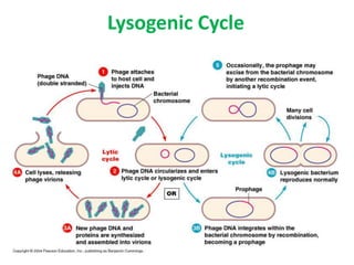 Lysogenic Cycle
 