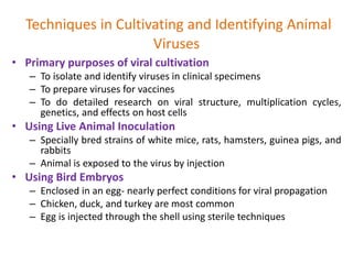 Techniques in Cultivating and Identifying Animal
Viruses
• Primary purposes of viral cultivation
– To isolate and identify viruses in clinical specimens
– To prepare viruses for vaccines
– To do detailed research on viral structure, multiplication cycles,
genetics, and effects on host cells
• Using Live Animal Inoculation
– Specially bred strains of white mice, rats, hamsters, guinea pigs, and
rabbits
– Animal is exposed to the virus by injection
• Using Bird Embryos
– Enclosed in an egg- nearly perfect conditions for viral propagation
– Chicken, duck, and turkey are most common
– Egg is injected through the shell using sterile techniques
 