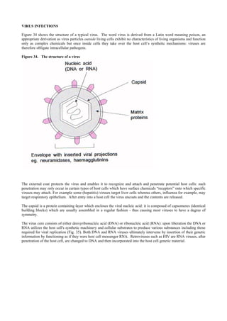 VIRUS INFECTIONS
Figure 34 shows the structure of a typical virus. The word virus is derived from a Latin word meaning poison, an
appropriate derivation as virus particles outside living cells exhibit no characteristics of living organisms and function
only as complex chemicals but once inside cells they take over the host cell’s synthetic mechanisms: viruses are
therefore obligate intracellular pathogens.
Figure 34. The structure of a virus
The external coat protects the virus and enables it to recognize and attach and penetrate potential host cells: such
penetration may only occur in certain types of host cells which have surface chemicals “receptors” onto which specific
viruses may attach. For example some (hepatitis) viruses target liver cells whereas others, influenza for example, may
target respiratory epithelium. After entry into a host cell the virus uncoats and the contents are released.
The capsid is a protein containing layer which encloses the viral nucleic acid: it is composed of capsomeres (identical
building blocks) which are usually assembled in a regular fashion - thus causing most viruses to have a degree of
symmetry.
The virus core consists of either deoxyribonucleic acid (DNA) or ribonucleic acid (RNA): upon liberation the DNA or
RNA utilizes the host cell's synthetic machinery and cellular substrates to produce various substances including those
required for viral replication (Fig. 35). Both DNA and RNA viruses ultimately intervene by insertion of their genetic
information by functioning as if they were host cell messenger RNA. Retroviruses such as HIV are RNA viruses, after
penetration of the host cell, are changed to DNA and then incorporated into the host cell genetic material.
 