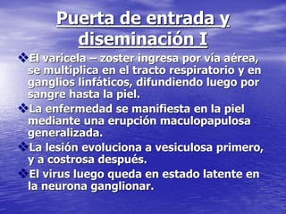 Puerta de entrada y
diseminación I
El varicela – zoster ingresa por vía aérea,
se multiplica en el tracto respiratorio y en
ganglios linfáticos, difundiendo luego por
sangre hasta la piel.
La enfermedad se manifiesta en la piel
mediante una erupción maculopapulosa
generalizada.
La lesión evoluciona a vesiculosa primero,
y a costrosa después.
El virus luego queda en estado latente en
la neurona ganglionar.
 