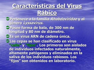 Características del Virus
Rábico
Pertenece a la familia Rhabdoviridae y al
género Lyssavirus.
Posee forma de bala, de 300 nm de
longitud y 80 nm de diámetro.
Es un virus ARN de cadena única.
Las cepas se han clasificado en virus
“calle” y “fijos”. Los primeros son aislados
de individuos infectados naturalmente,
altamente patógenos y eliminados en la
saliva de los individuos rabiosos. Los
“fijos” son obtenidos en laboratorio.
 