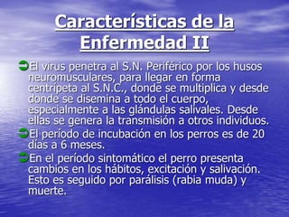 Características de la
Enfermedad II
El virus penetra al S.N. Periférico por los husos
neuromusculares, para llegar en forma
centrípeta al S.N.C., donde se multiplica y desde
donde se disemina a todo el cuerpo,
especialmente a las glándulas salivales. Desde
ellas se genera la transmisión a otros individuos.
El período de incubación en los perros es de 20
días a 6 meses.
En el período sintomático el perro presenta
cambios en los hábitos, excitación y salivación.
Esto es seguido por parálisis (rabia muda) y
muerte.
 