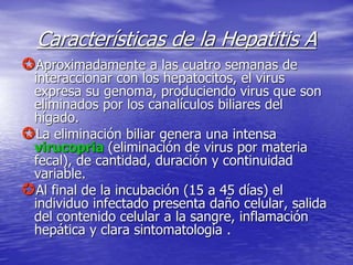 Características de la Hepatitis A
Aproximadamente a las cuatro semanas de
interaccionar con los hepatocitos, el virus
expresa su genoma, produciendo virus que son
eliminados por los canalículos biliares del
hígado.
La eliminación biliar genera una intensa
virucopria (eliminación de virus por materia
fecal), de cantidad, duración y continuidad
variable.
Al final de la incubación (15 a 45 días) el
individuo infectado presenta daño celular, salida
del contenido celular a la sangre, inflamación
hepática y clara sintomatología .
 
