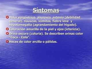 Síntomas
Dolor epigástrico, anorexia, astenia (debilidad
general), nauseas, vómitos, fiebre leve y
hepatomegalia (agrandamiento del hígado).
Coloración amarilla de la piel y ojos (ictericia).
Orina oscura (coluria). Se describen orinas color
“Coca - Cola”.
Heces de color arcilla o pálidas.
 