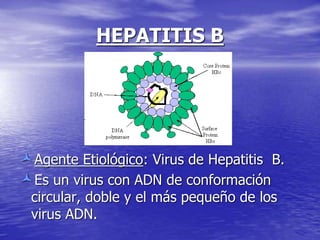 HEPATITIS B
Agente Etiológico: Virus de Hepatitis B.
Es un virus con ADN de conformación
circular, doble y el más pequeño de los
virus ADN.
 