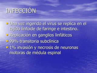 INFECCIÓN
• Una vez ingerido el virus se replica en el
tejido linfoide de faringe e intestino.
• Replicación en ganglios linfáticos
• 99% transitoria subclínica
• 1% invasión y necrosis de neuronas
motoras de médula espinal
 