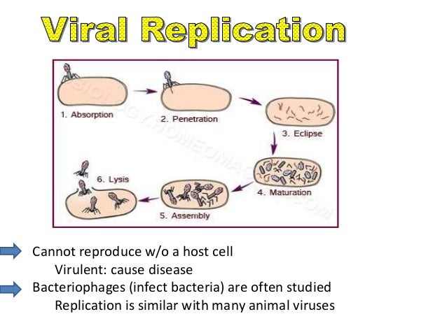 Virus ppt
